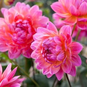 Meet your Posher, Kathleen